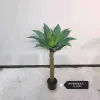 Bonsai Specification image